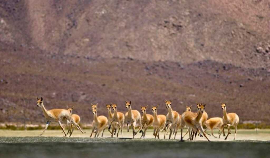 Continúa la temporada de esquila de vicuña